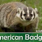 American Badger1