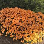 chrysanthemum garden4