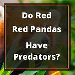 What are the enemies of red pandas?1