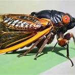Cicada3