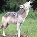 wolf habitat4