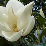 magnolia grandiflora2