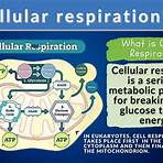 cellular respiration definition1
