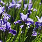 iris pflanzenfamilie2