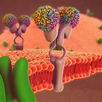 what is the function of the cell membrane3