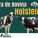 leche de ganado holstein1