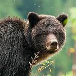 Great Bear Rainforest: Land of the Spirit Bear Film5
