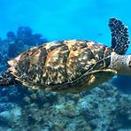 sea turtle facts for kids1