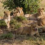 Pride of Lions1