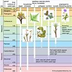 What are characteristics of kingdom Plantae?4