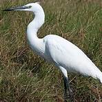 great white heron3