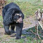 what is a spectacled bear1