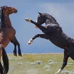 The Mustangs: America's Wild Horses1