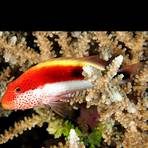 coral hawkfish for sale craigslist near me1