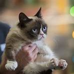 Is Grumpy Cat a good movie?2