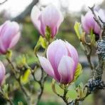 magnolia planta1