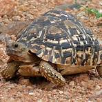 terrapin turtle3
