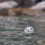 seal animal2