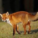 types of foxes5