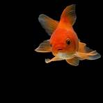Goldfish Memory2
