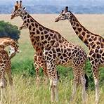informationen über giraffen3