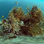 verschiedene arten von korallen1