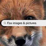 fox images3