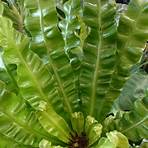 bird's nest fern2