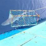 Are shark fins a threat to shark species?2