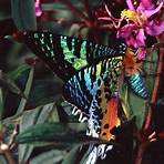 papillons de nuit photos1