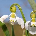 galanthus bulbs for sale2