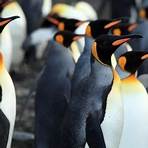 Adventures of the Penguin King Film4