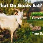 types of goats2