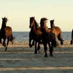 the caravan movie horses for sale4
