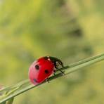 interesting facts about ladybugs2
