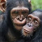 jane goodall schimpansen1