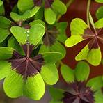 Oxalis2