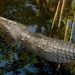 Are crocodiles getting back to a healthy amount in Australia?4