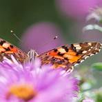 Painted Lady4
