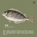 香港淡水魚的種類1