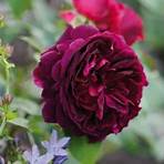 rose inglesi da austin vendita3