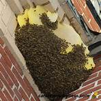 queen bees elenco3