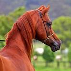 cavalo puro sangue árabe4
