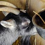 types of goats straight horns5