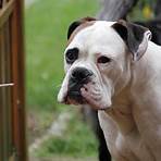 american bulldog wesen2