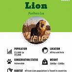 lion animal characteristics3