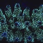 blue planet coral4