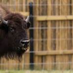 american bison1