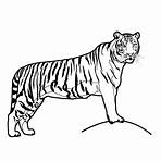 tigre desenho1