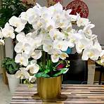 White Orchid2
